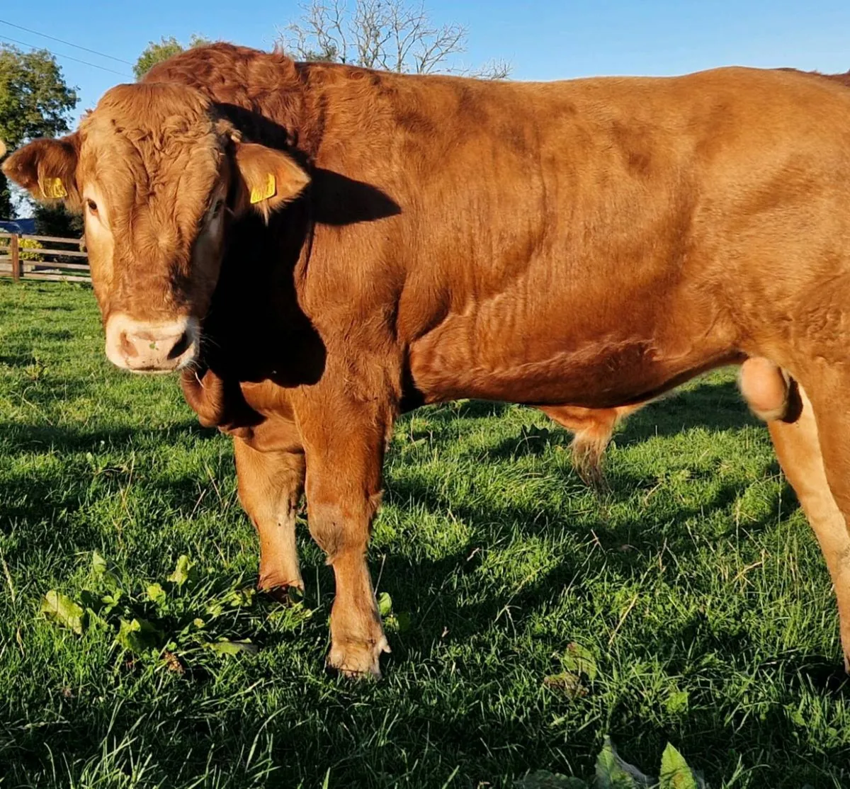 Pedigree Limousin Bull and hefiers - Image 3