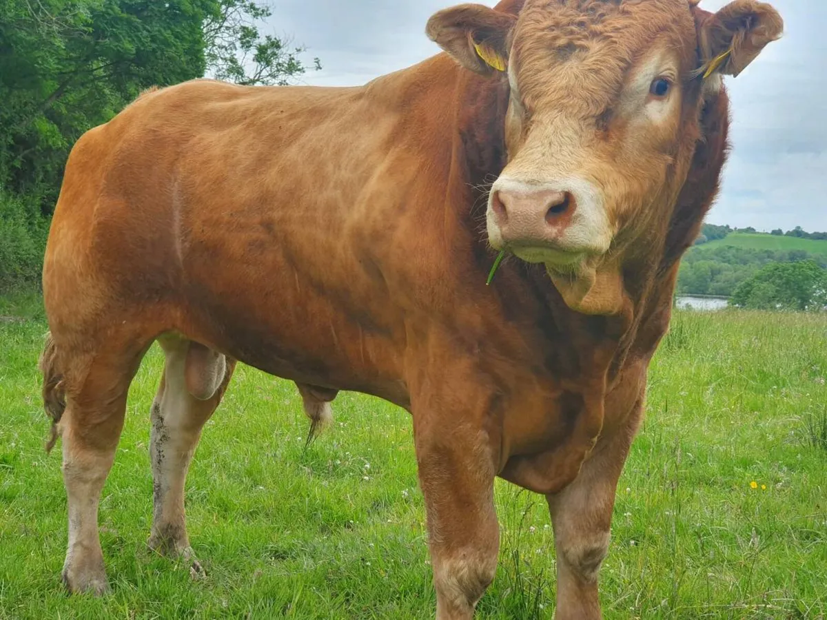 Pedigree Limousin Bull and hefiers - Image 4