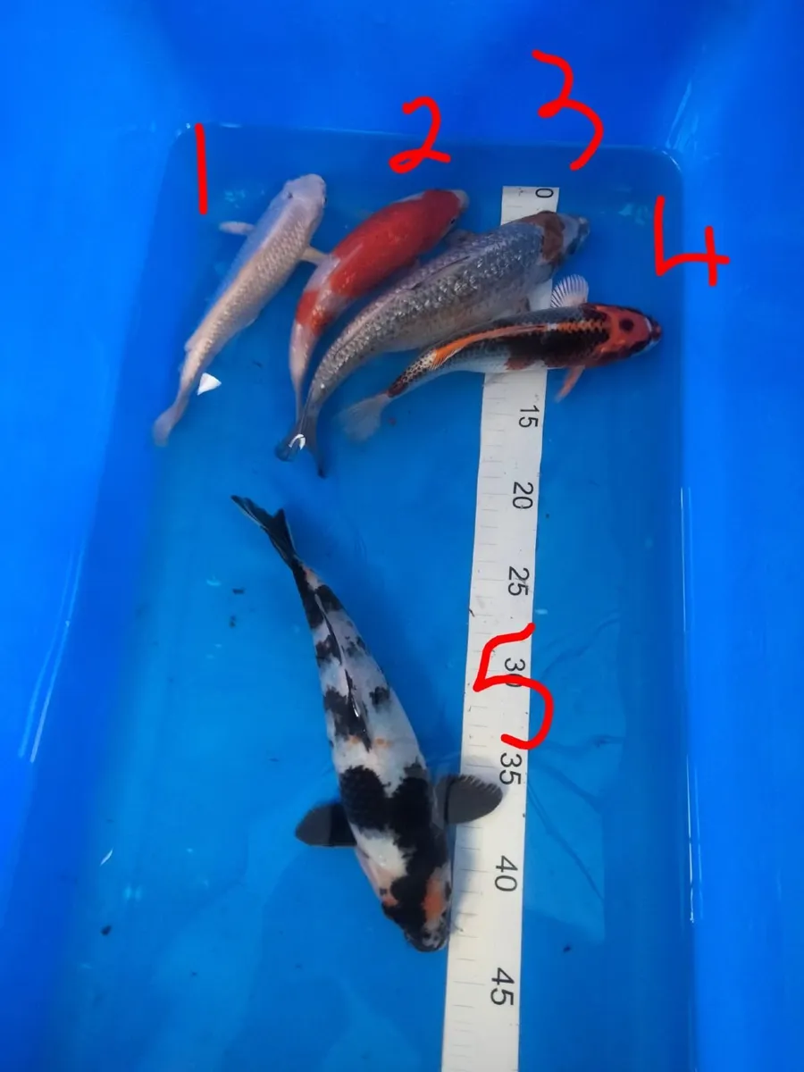 Japanese koi - Image 1