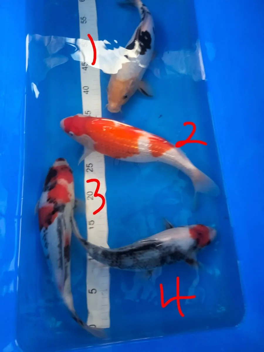 Japanese koi - Image 2