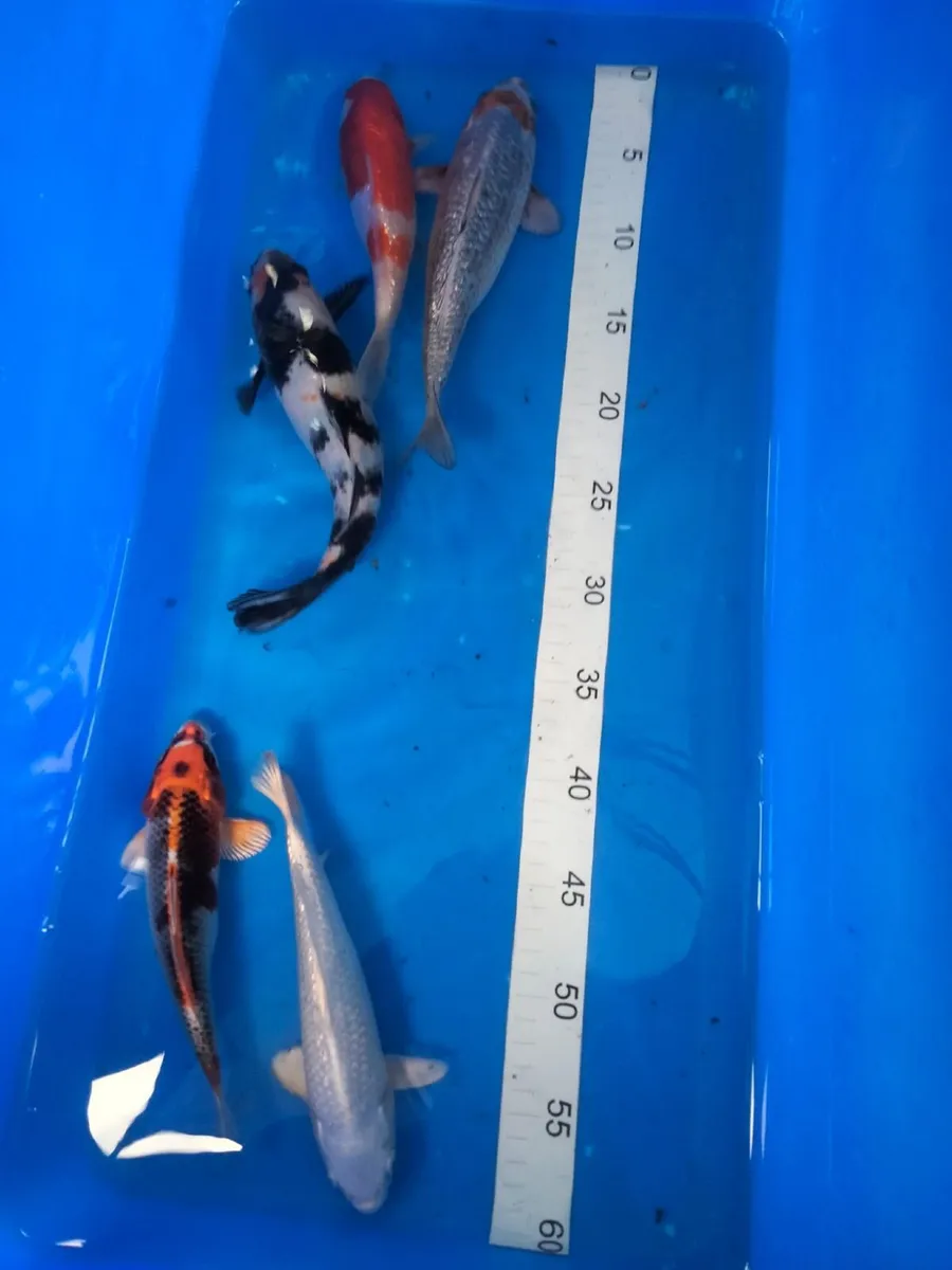Japanese koi - Image 3