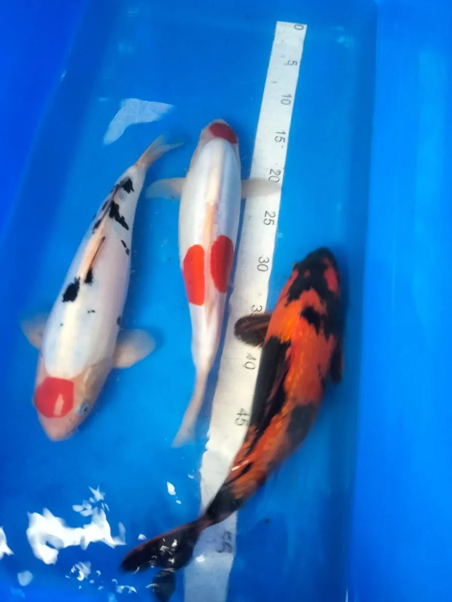 Japanese koi - Image 1
