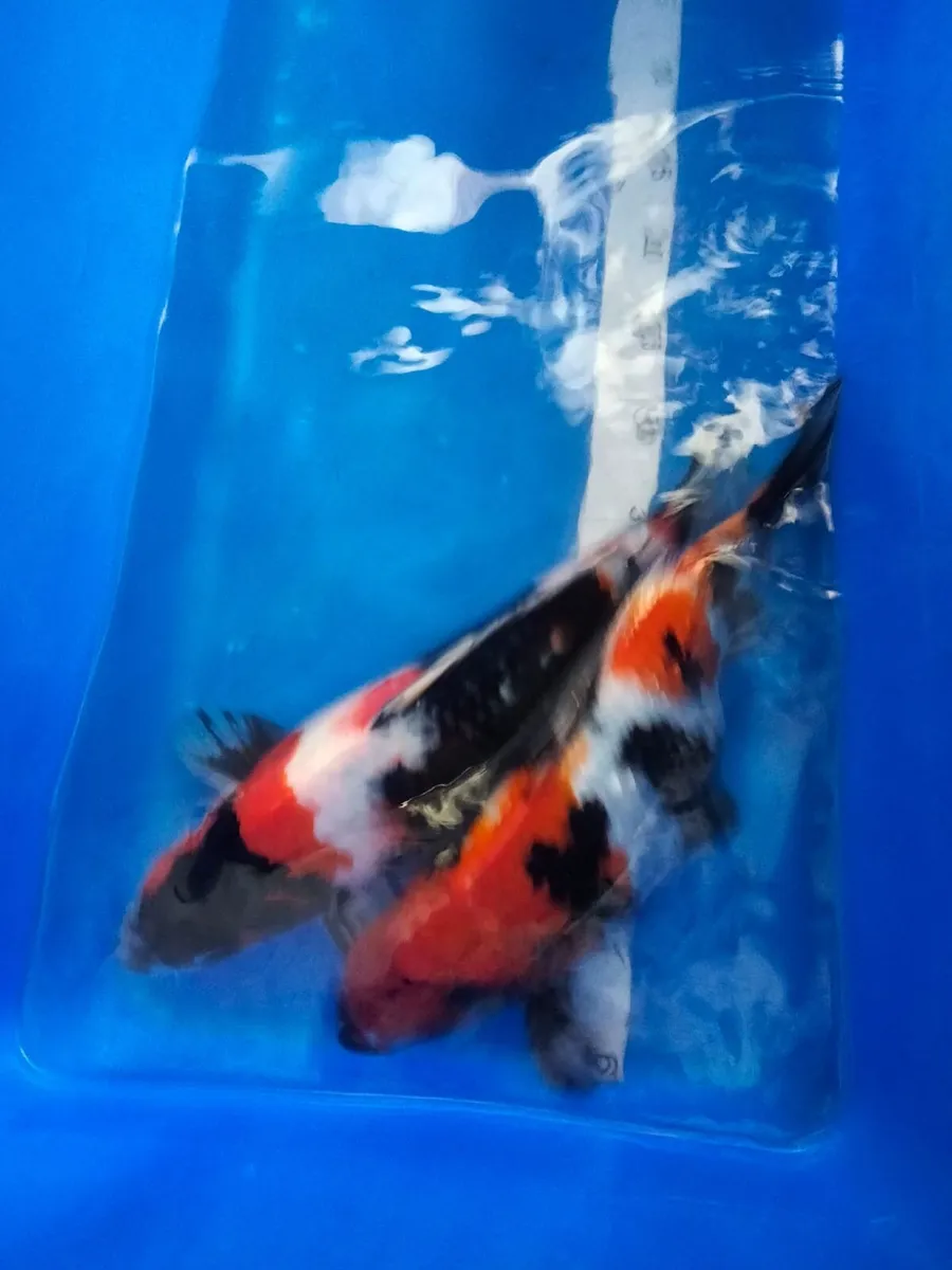 Japanese koi - Image 4
