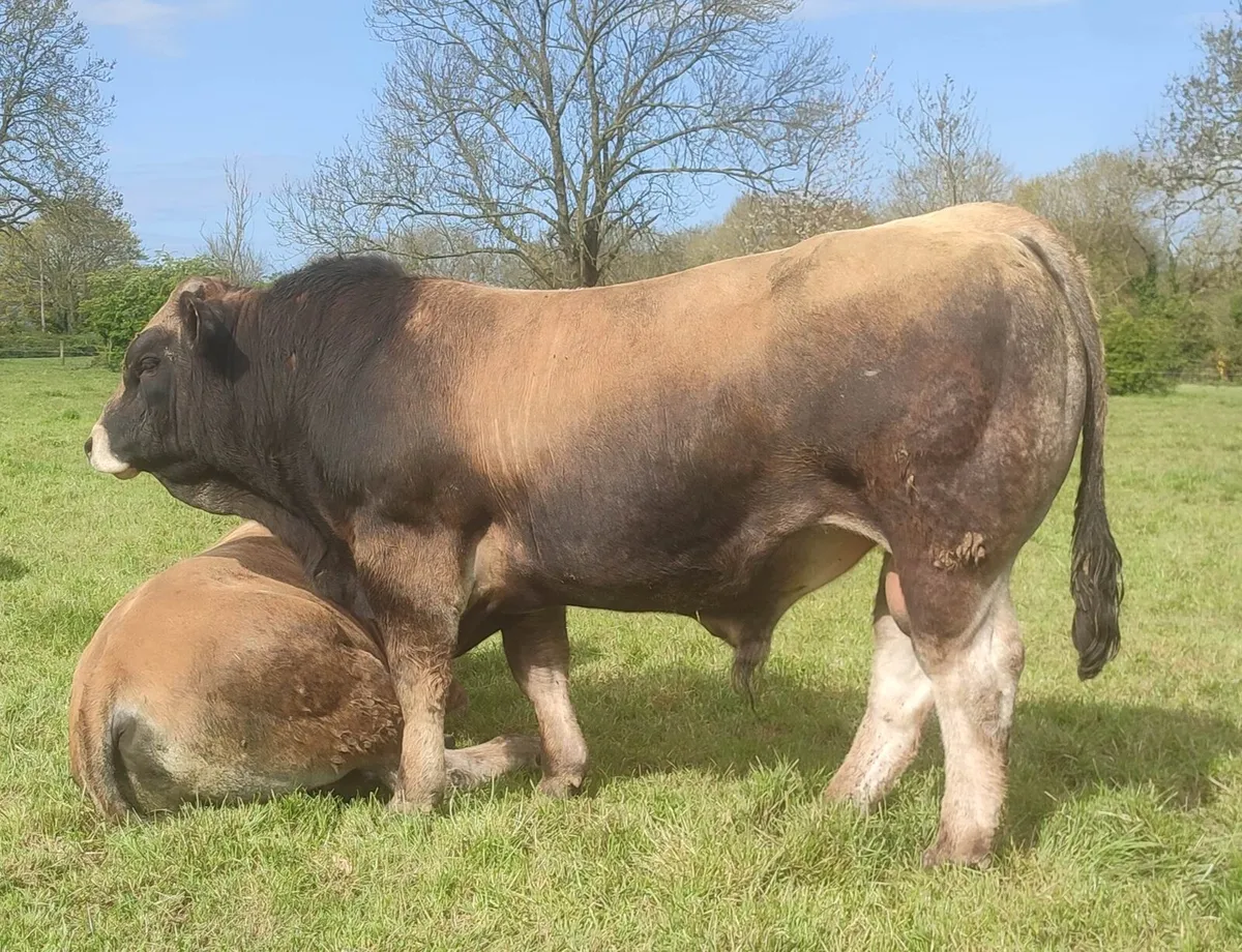 5 Star Aubrac Bulls for Sale - Image 1