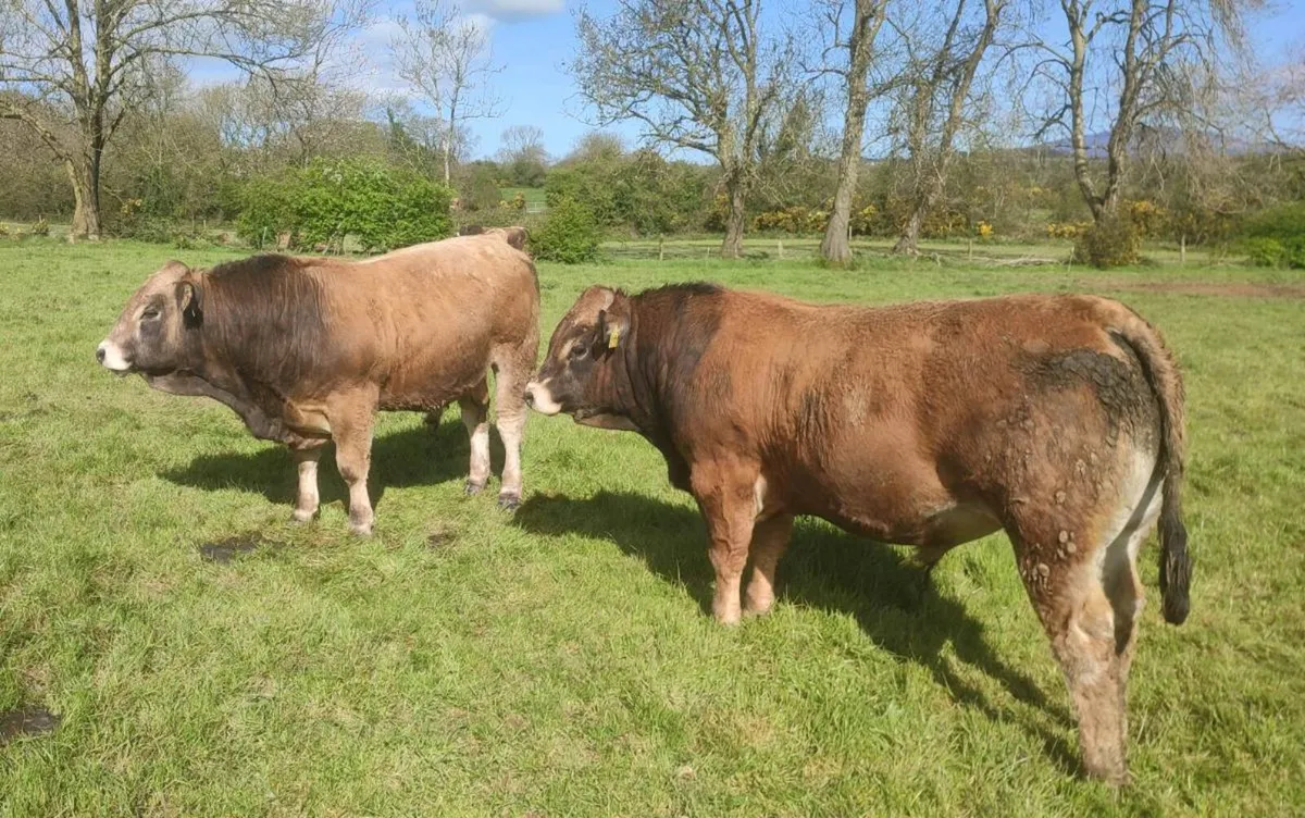 5 Star Aubrac Bulls for Sale - Image 3