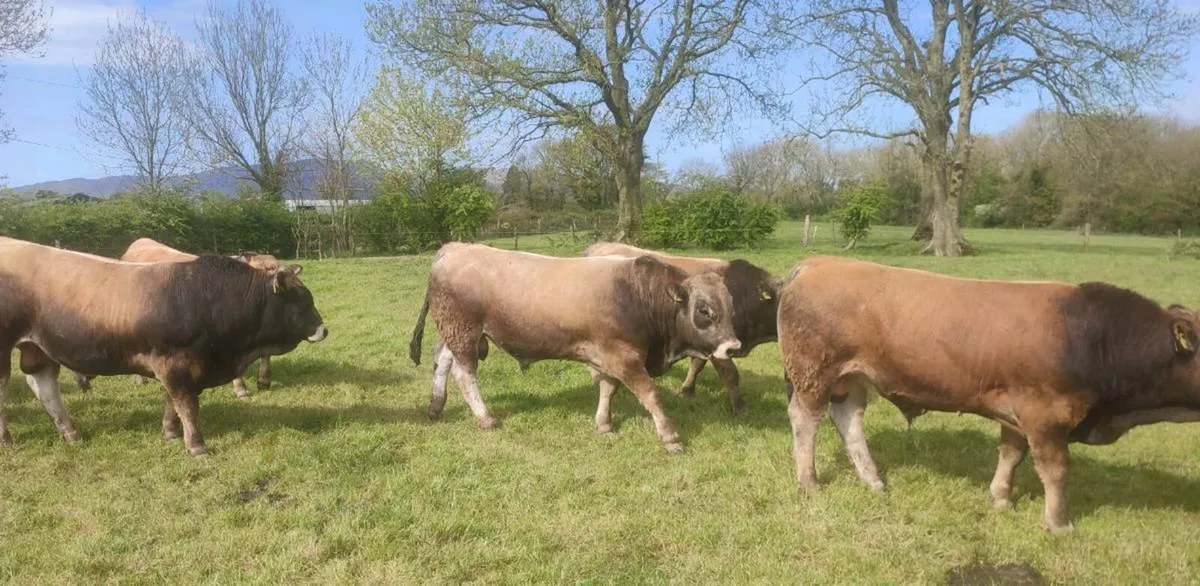 5 Star Aubrac Bulls for Sale - Image 4