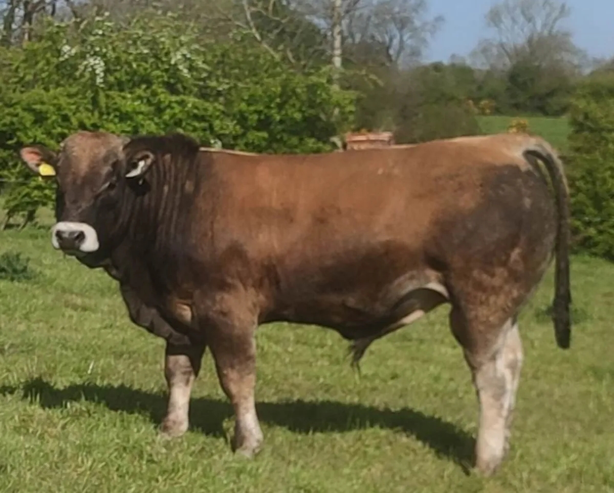 5 Star Aubrac Bulls for Sale - Image 2