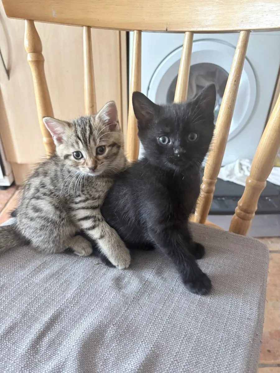 Kittens - Image 1