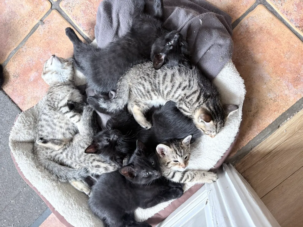 Kittens - Image 2