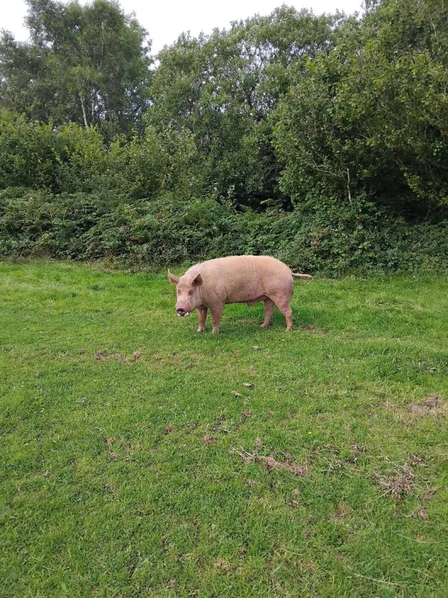 Tamworth  boar - Image 1
