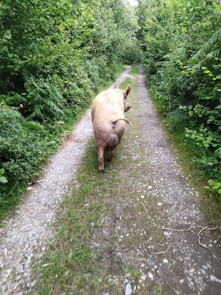 Tamworth  boar - Image 4