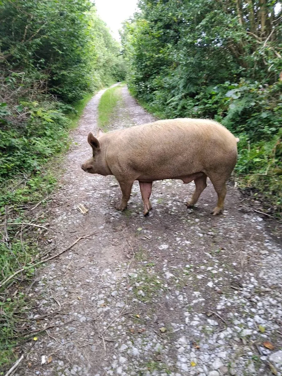 Tamworth  boar - Image 2