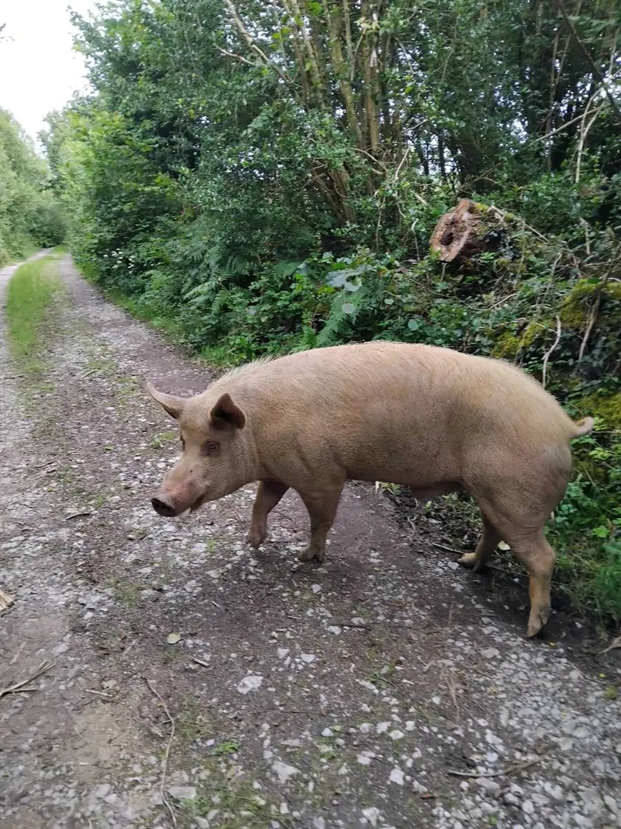Tamworth  boar - Image 3