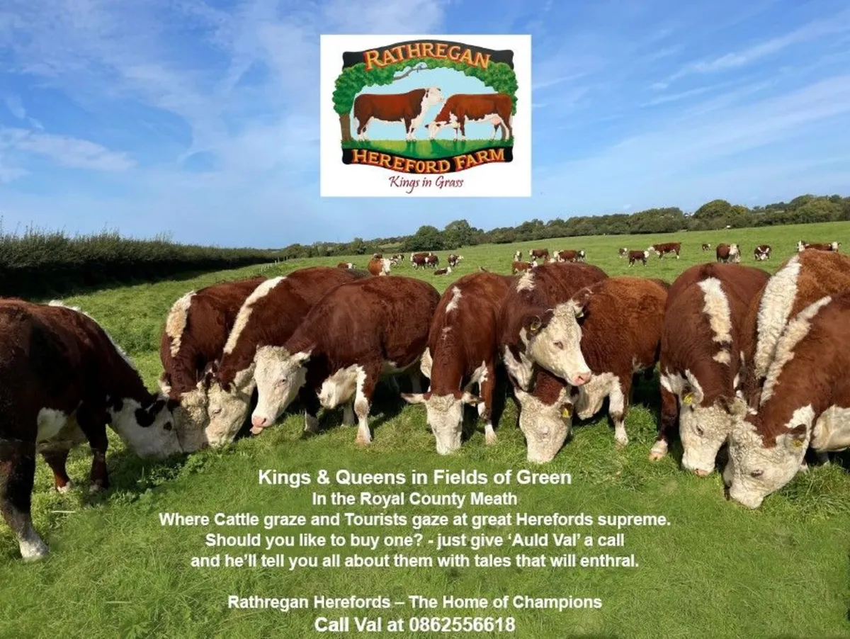 Pedigree Hereford Heifers for sale - Image 3