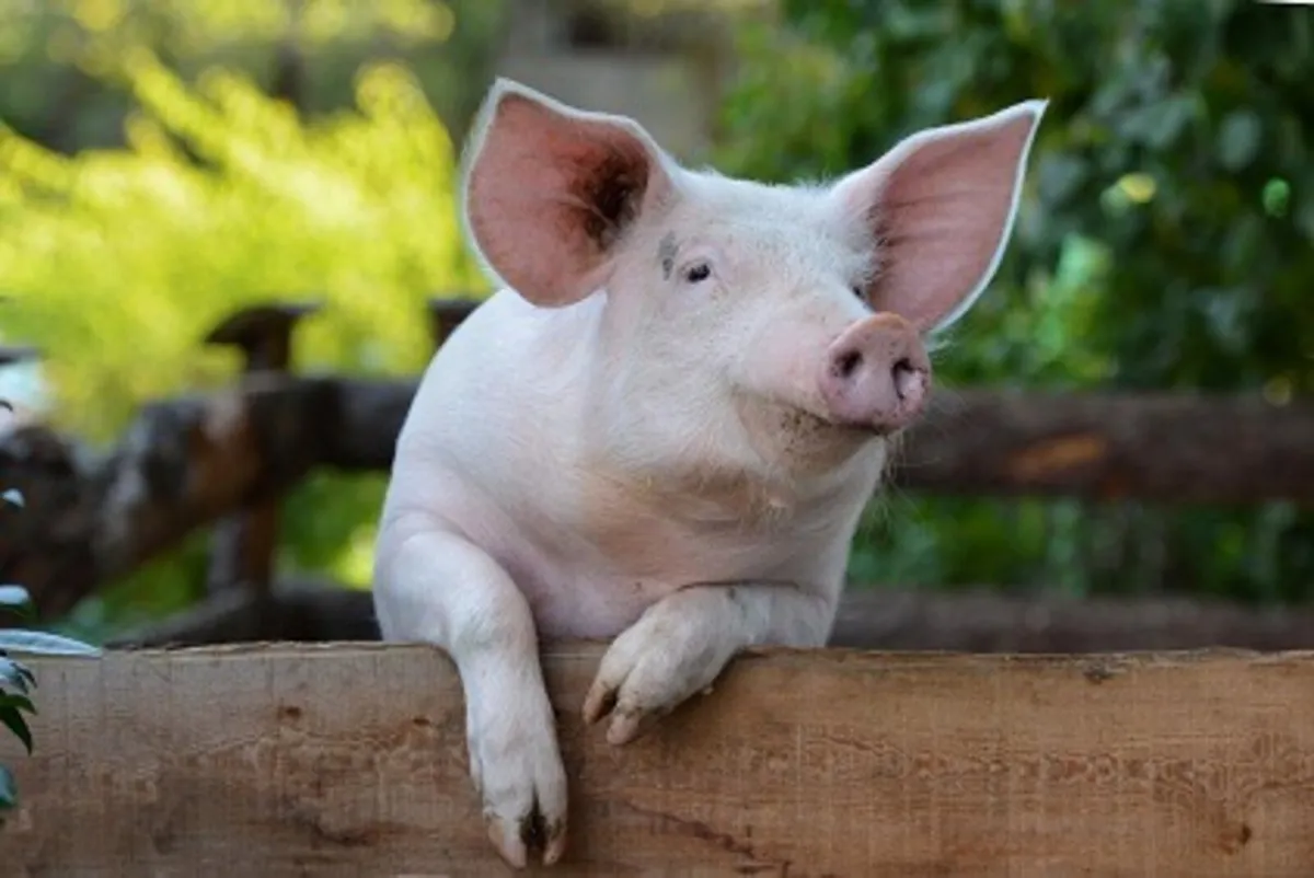 Pig Slurry