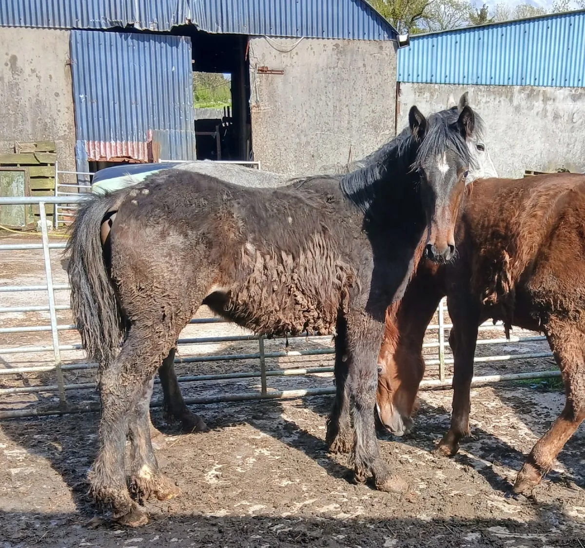 Irish Draught Yearling colt - Image 1