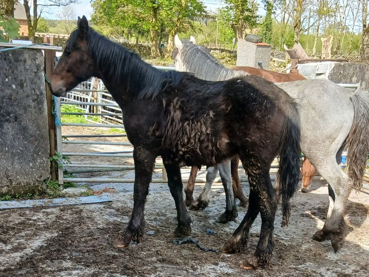 Irish Draught Yearling colt - Image 2