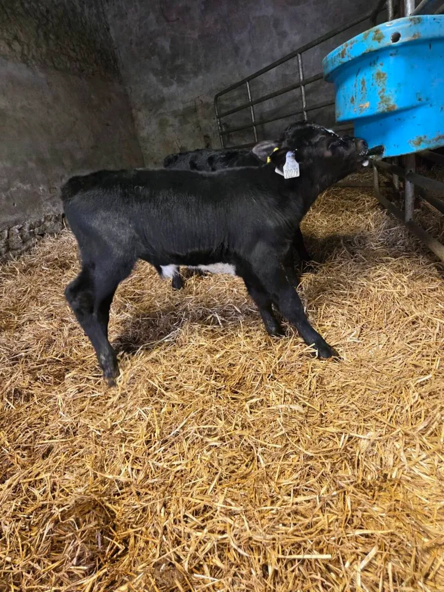 Angus calves - Image 1