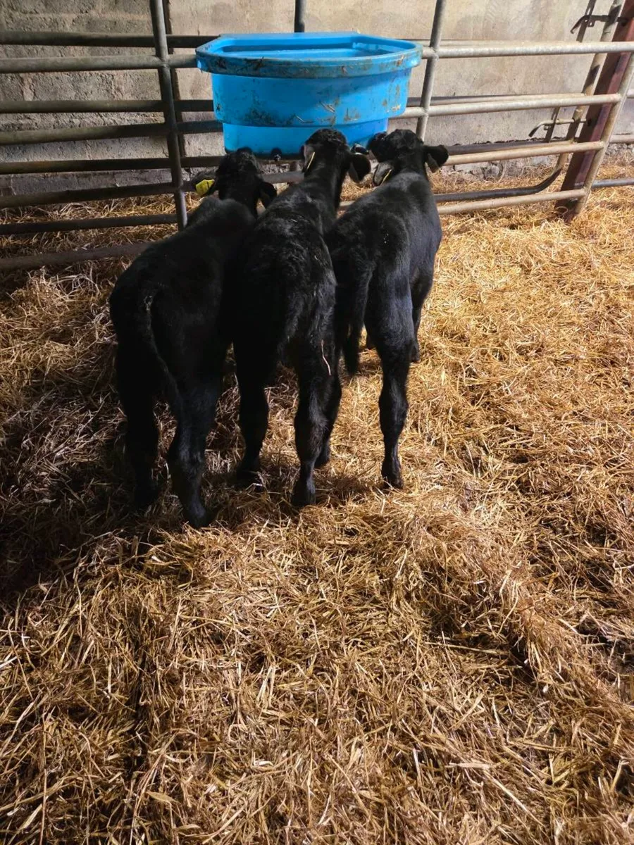 Angus calves - Image 2