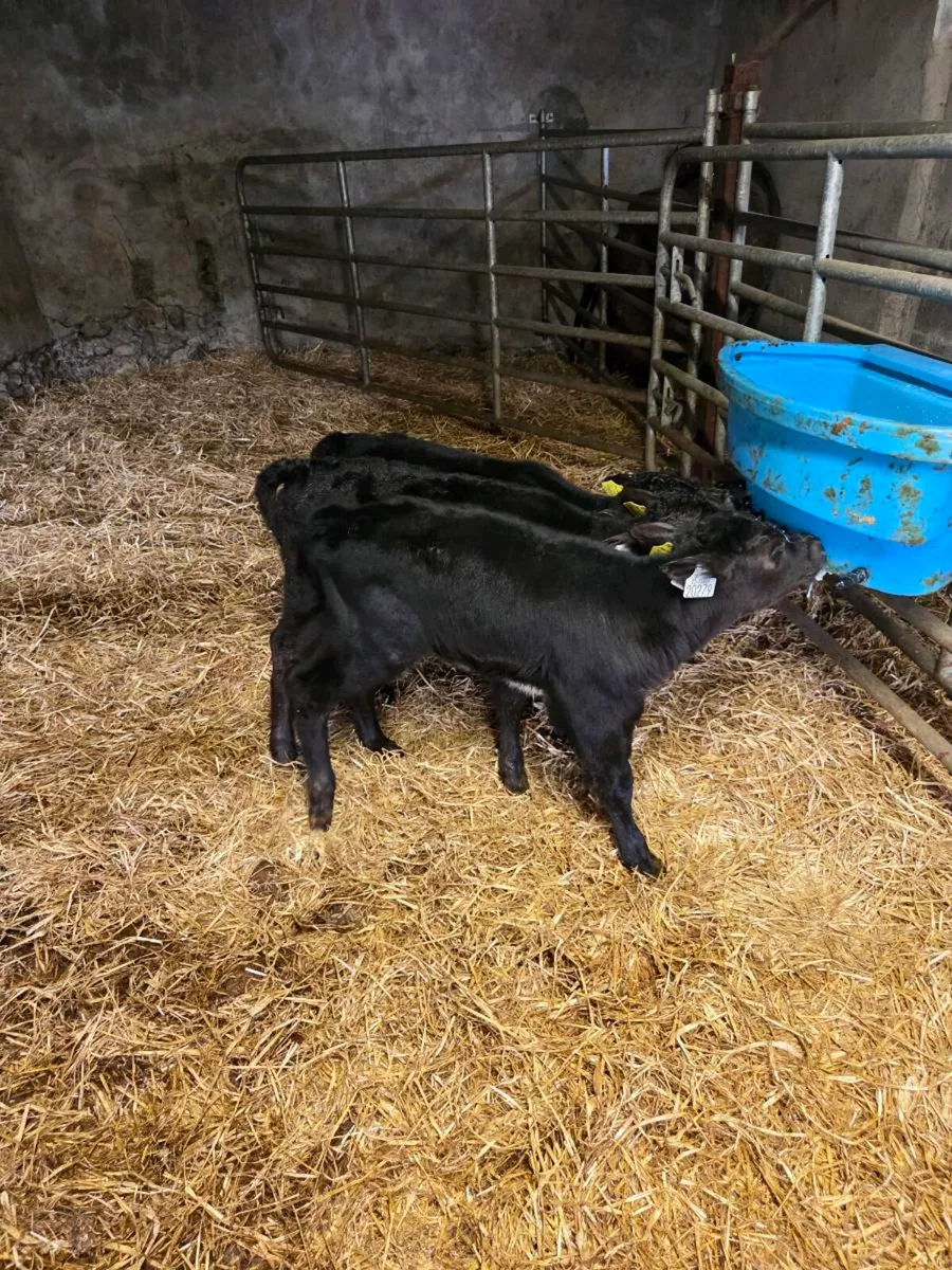 Angus calves - Image 3