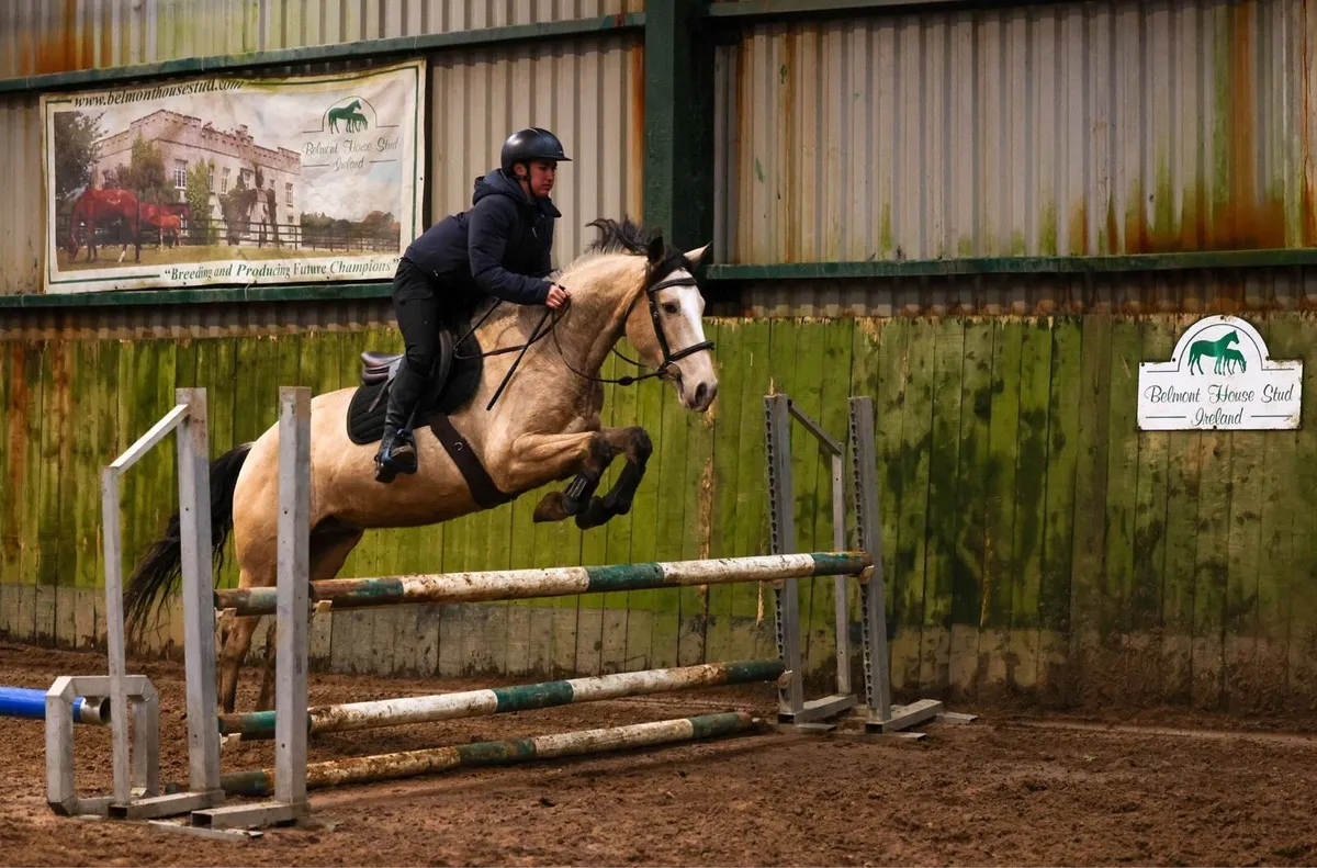 Horse
