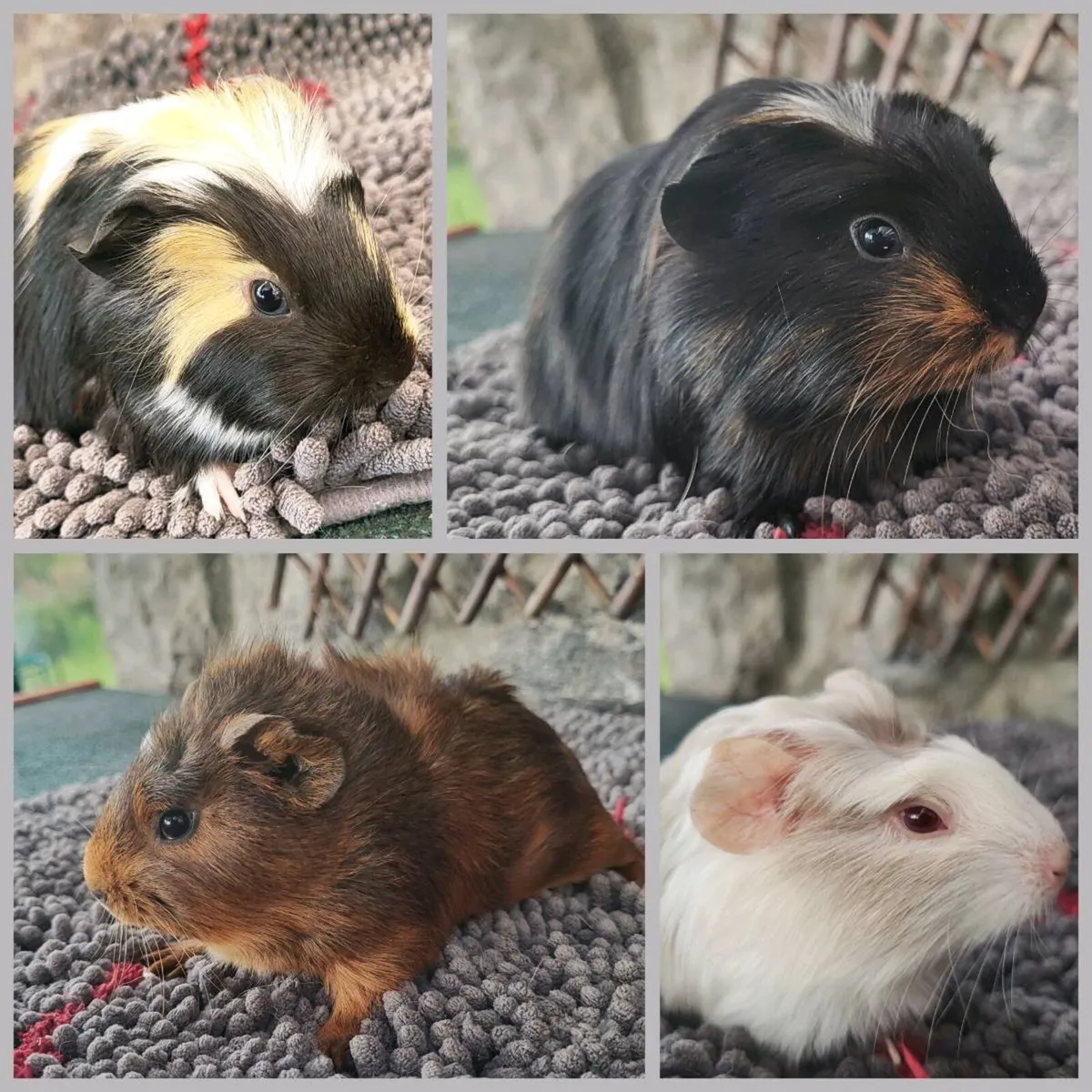 Super cute Guinea Pig Babies 😍