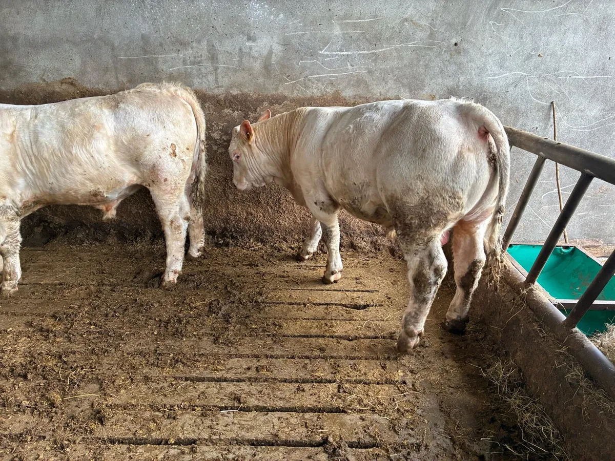 PBR Charolais Bull - Image 4