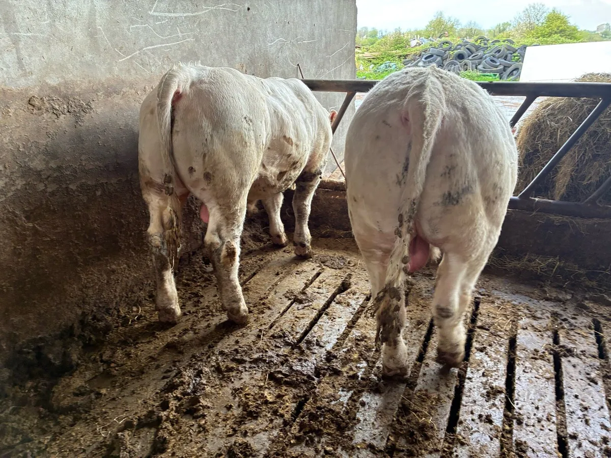 PBR Charolais Bull - Image 1