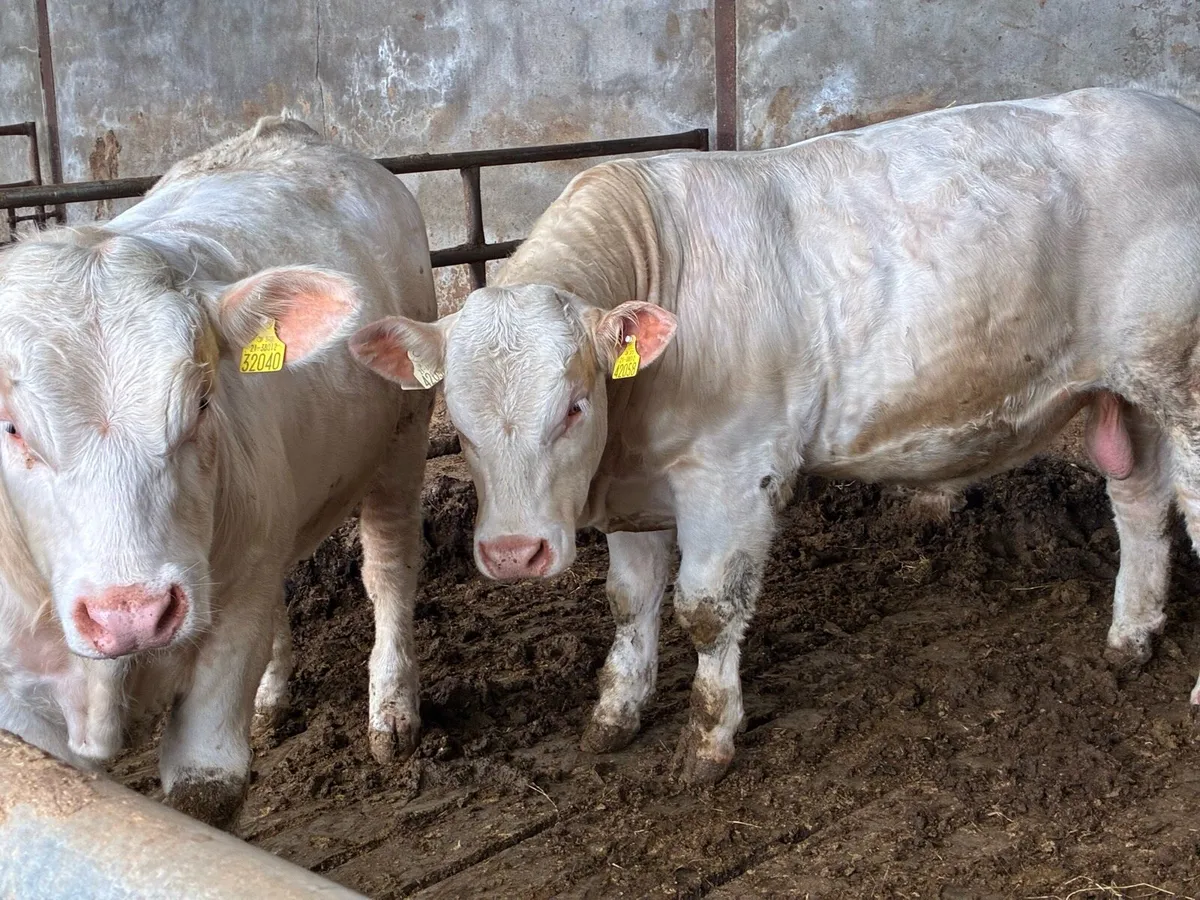 PBR Charolais Bull - Image 2