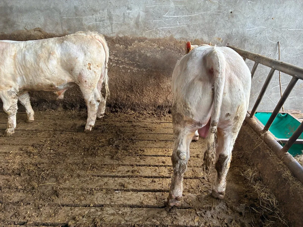 PBR Charolais Bull - Image 3