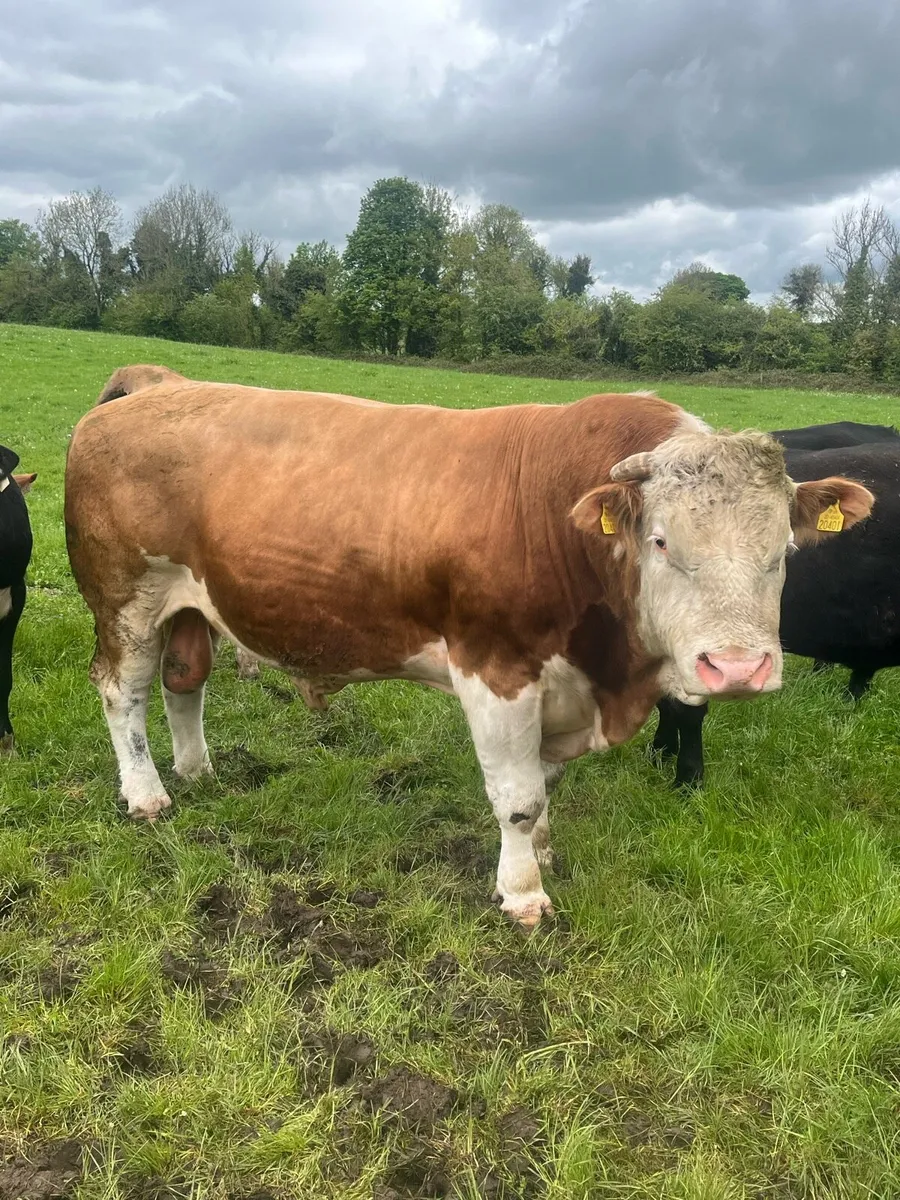 PBNR Simmental bull - Image 1