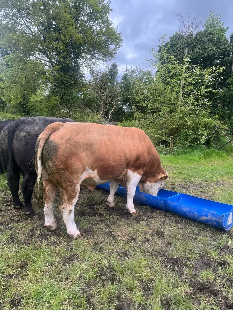 PBNR Simmental bull - Image 2