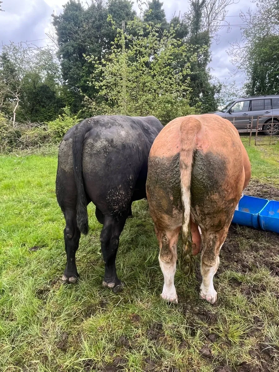 PBNR Simmental bull - Image 3