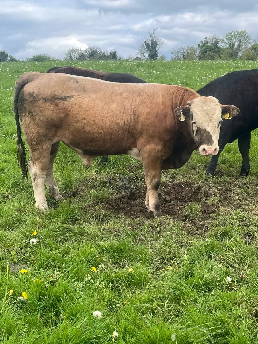 PBNR Simmental bull - Image 4