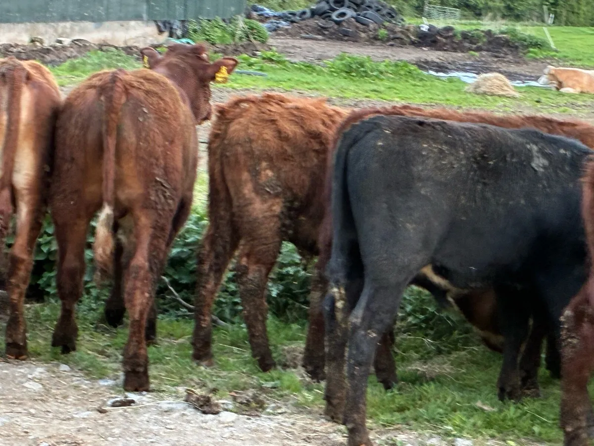 12 continental bullocks for sale - Image 3