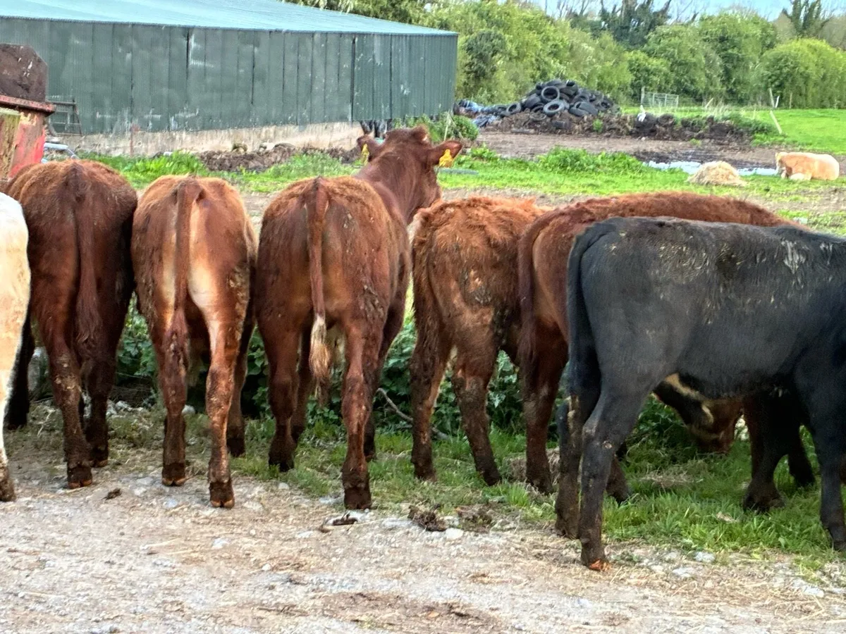 12 continental bullocks for sale - Image 4