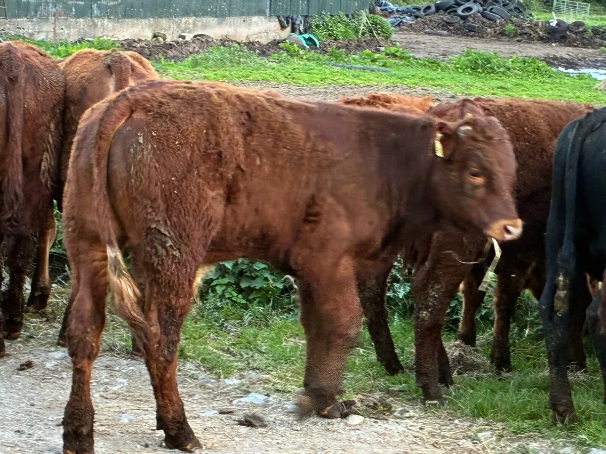 12 continental bullocks for sale - Image 2