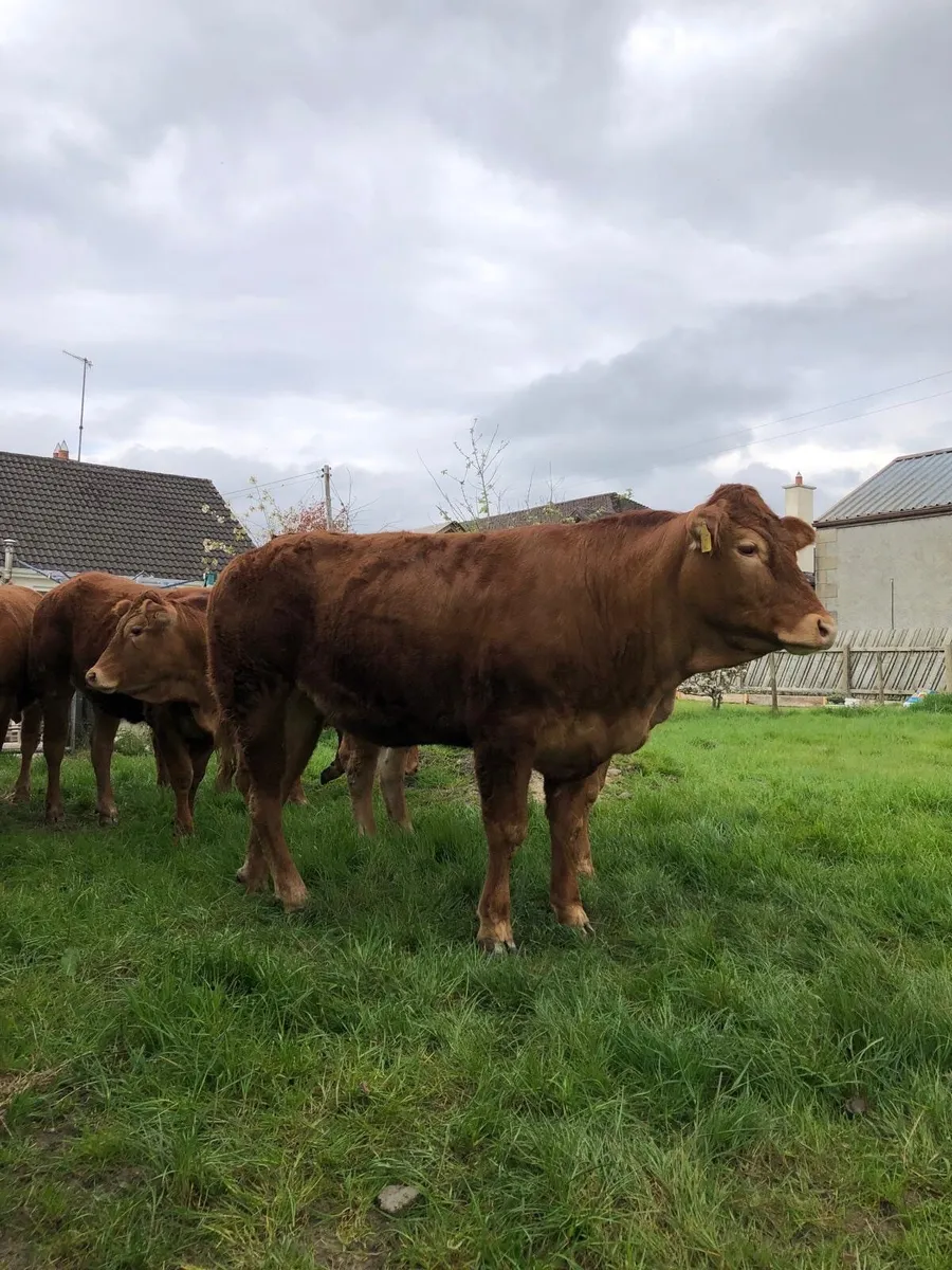 Pedigree Limousin Heifers - Image 2