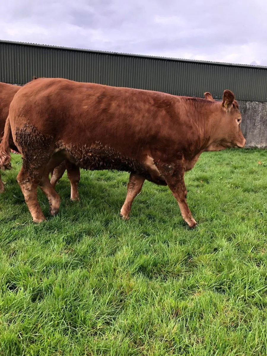 Pedigree Limousin Heifers - Image 3