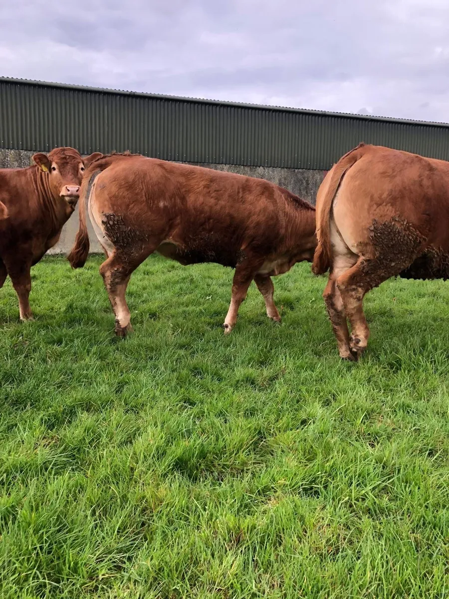 Pedigree Limousin Heifers - Image 4