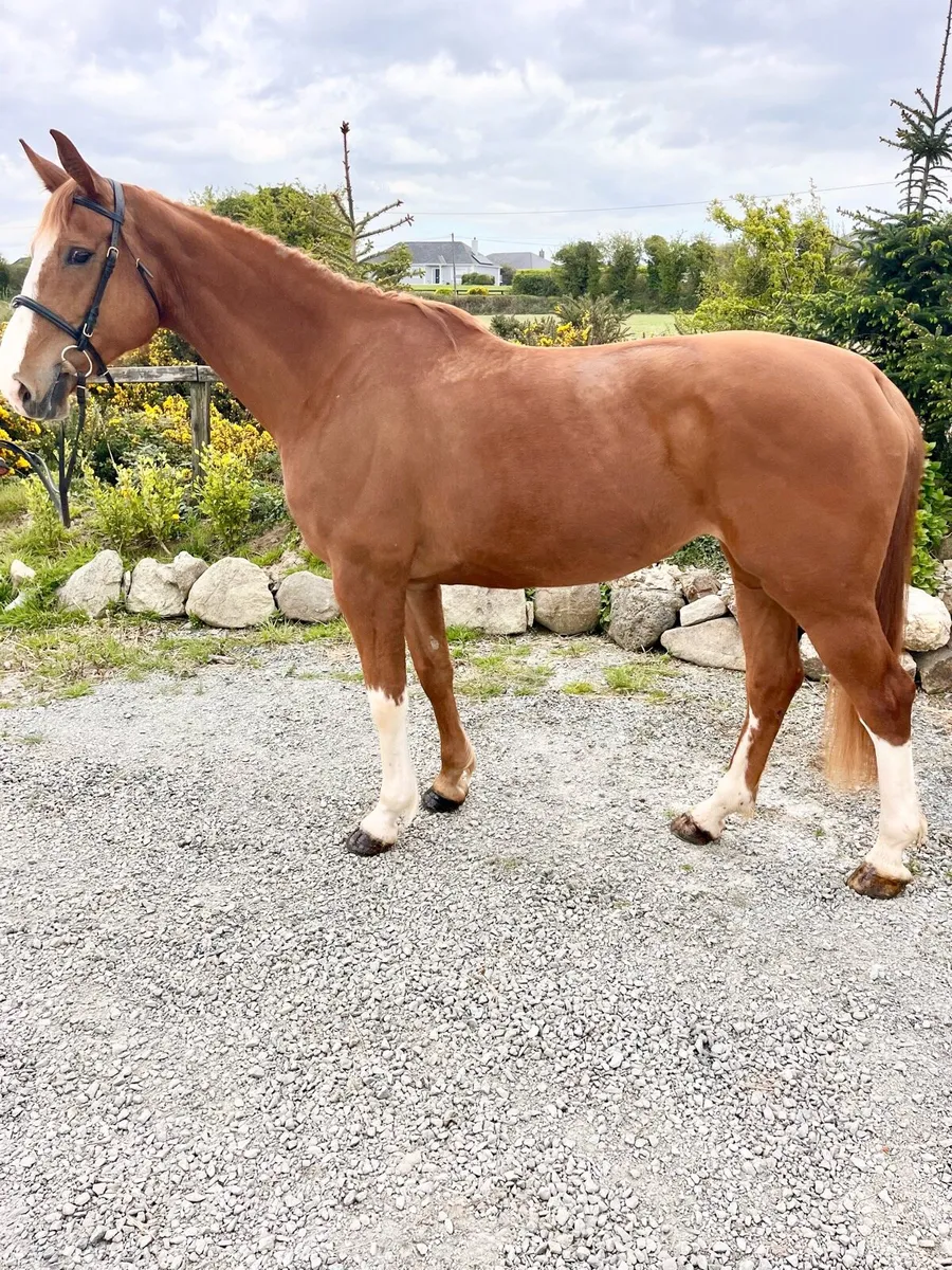 Horse - Image 4