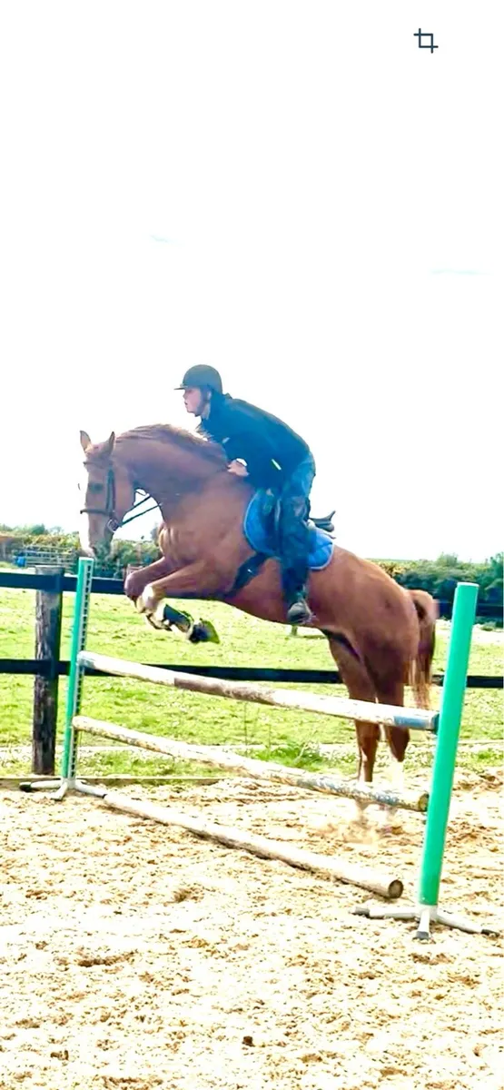 Horse - Image 1