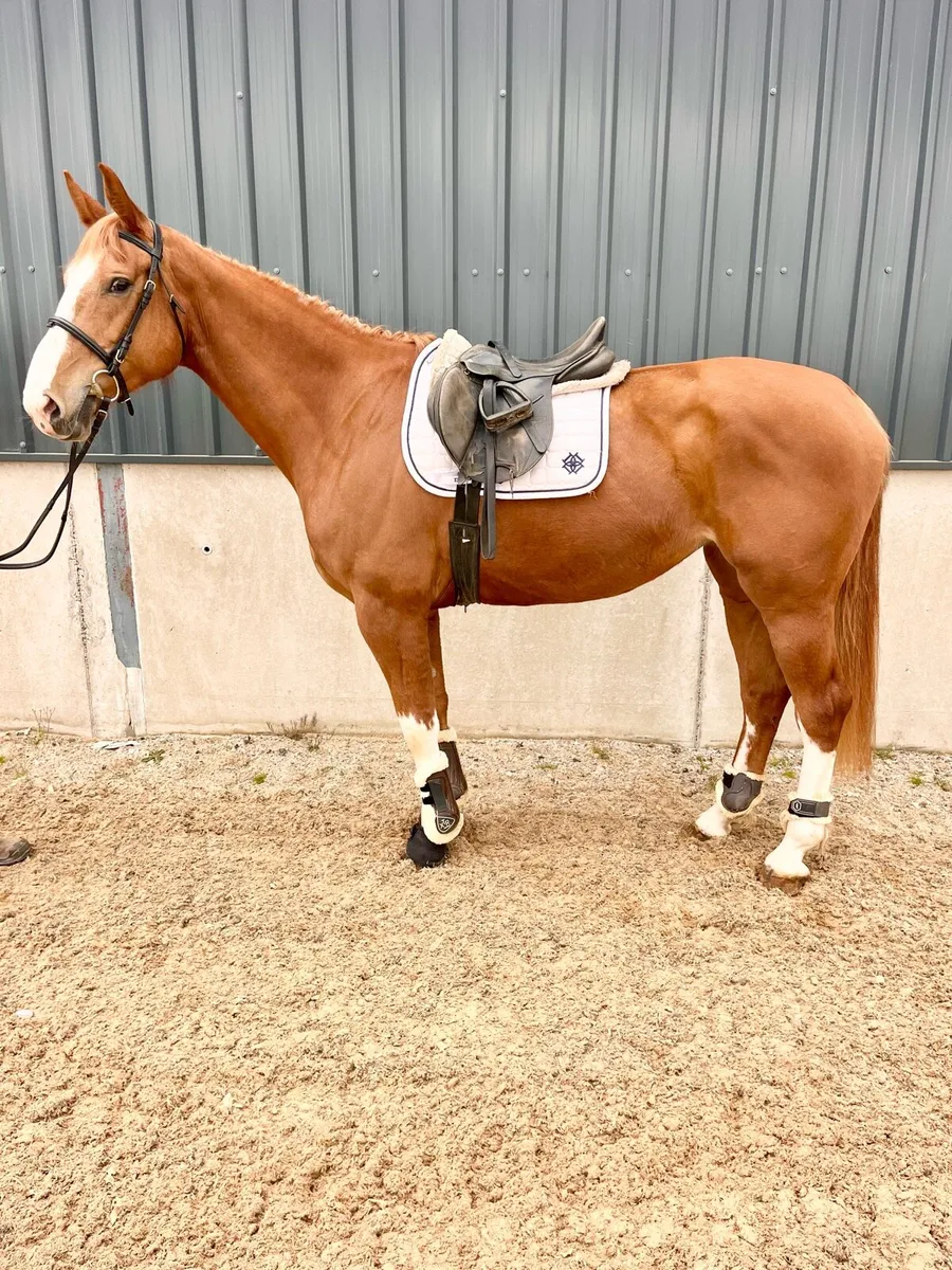 Horse - Image 2