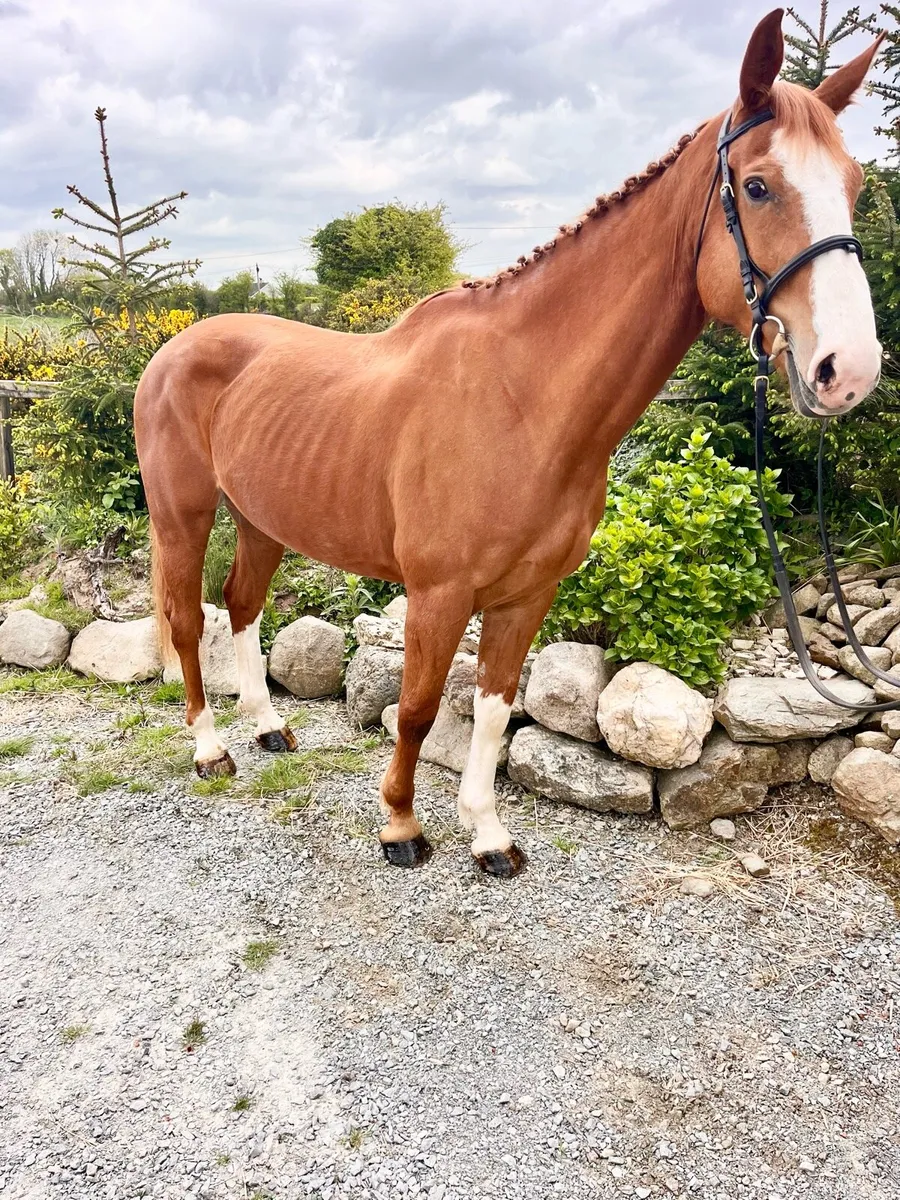 Horse - Image 3