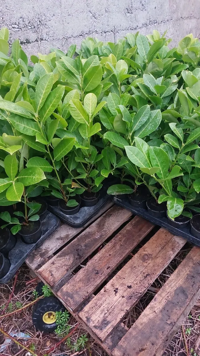 Laurel Hedging - Image 1