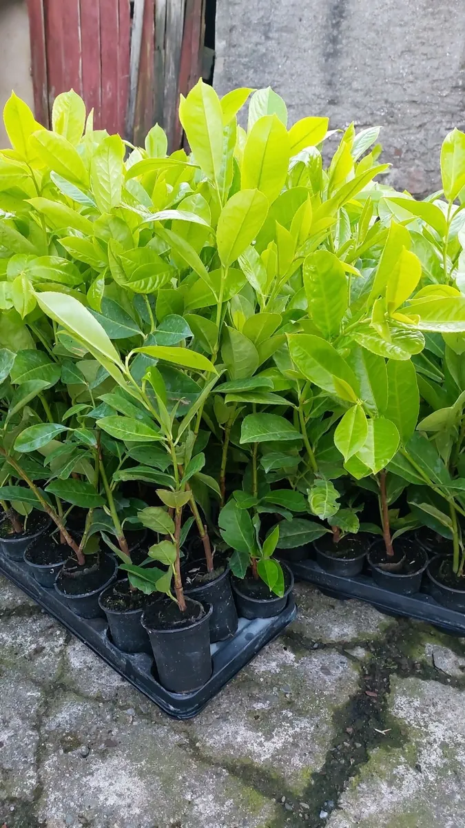 Laurel Hedging - Image 2