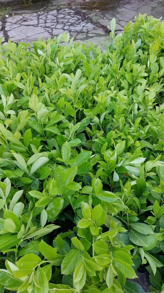 Laurel Hedging - Image 3