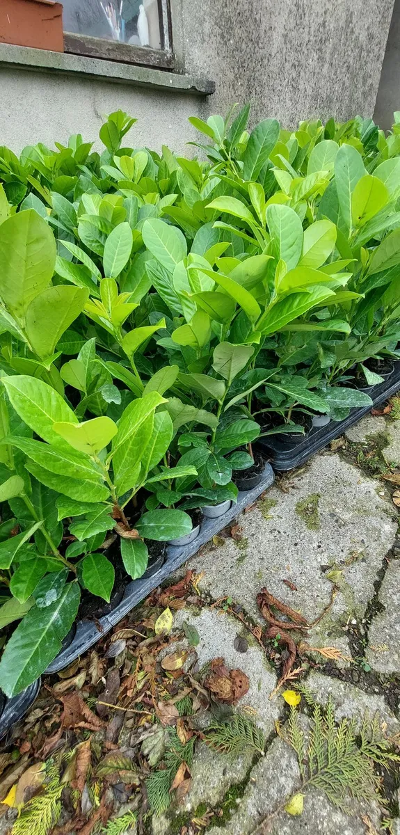 Laurel Hedging - Image 4