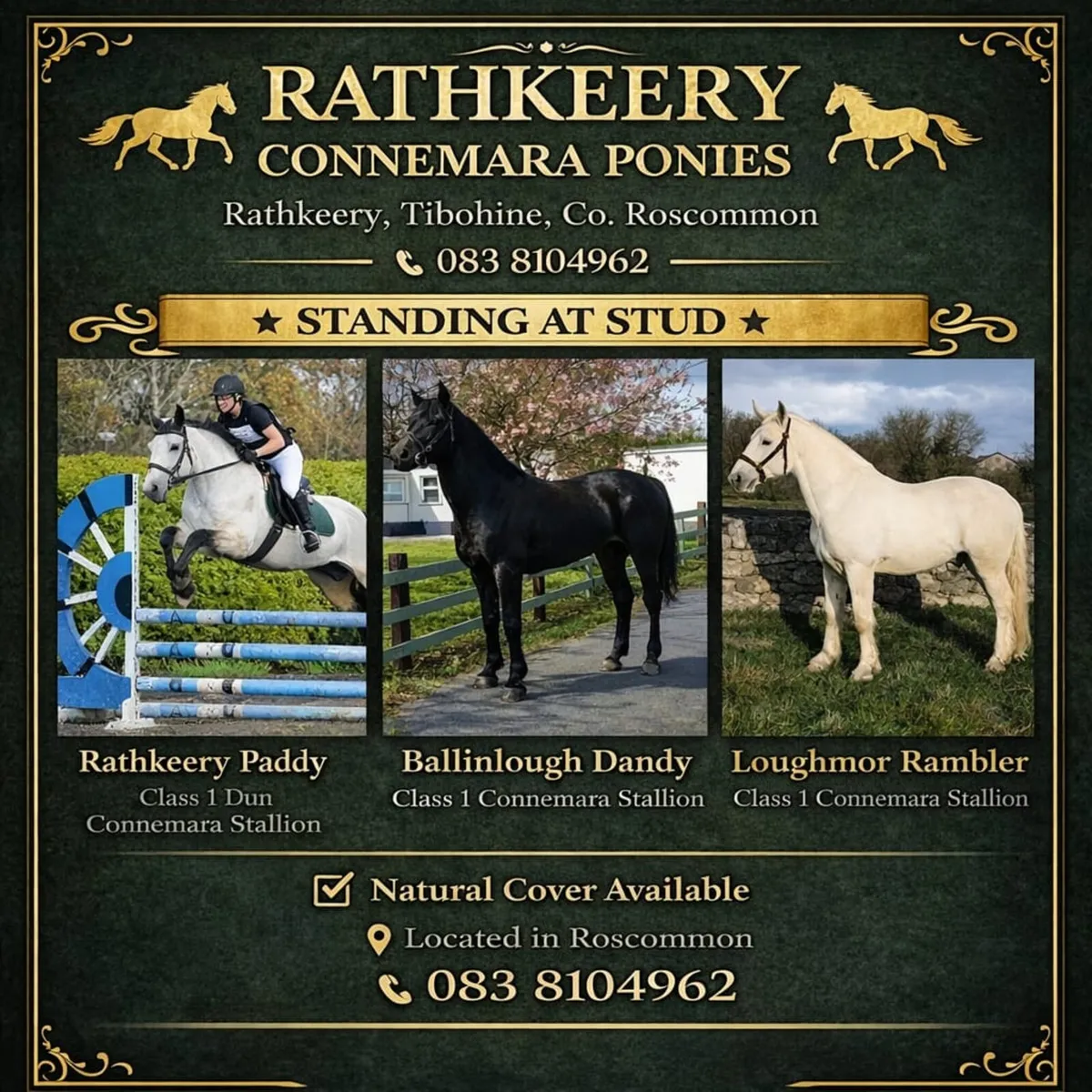 Class 1 Connemara Stallions