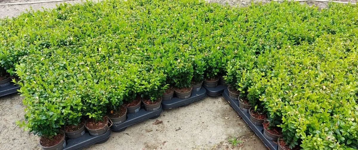 Box Hedging - Image 1